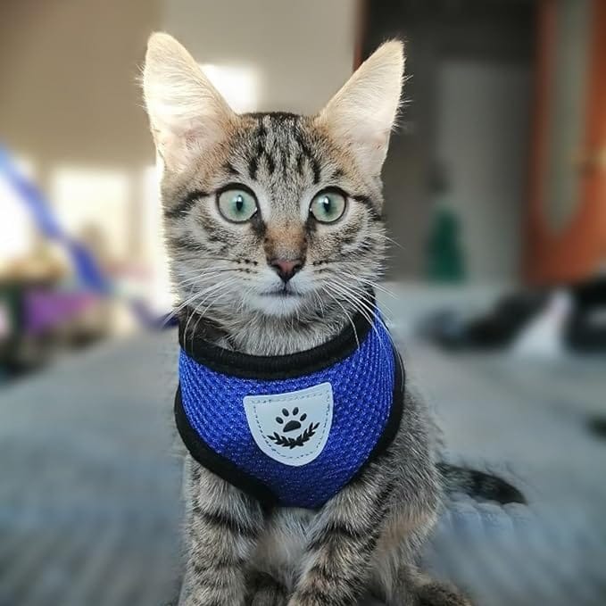 Coleira Peitoral Anti Puxão com Guia para Cães e Gatos NEXUS MARKET Azul - Imagem 4