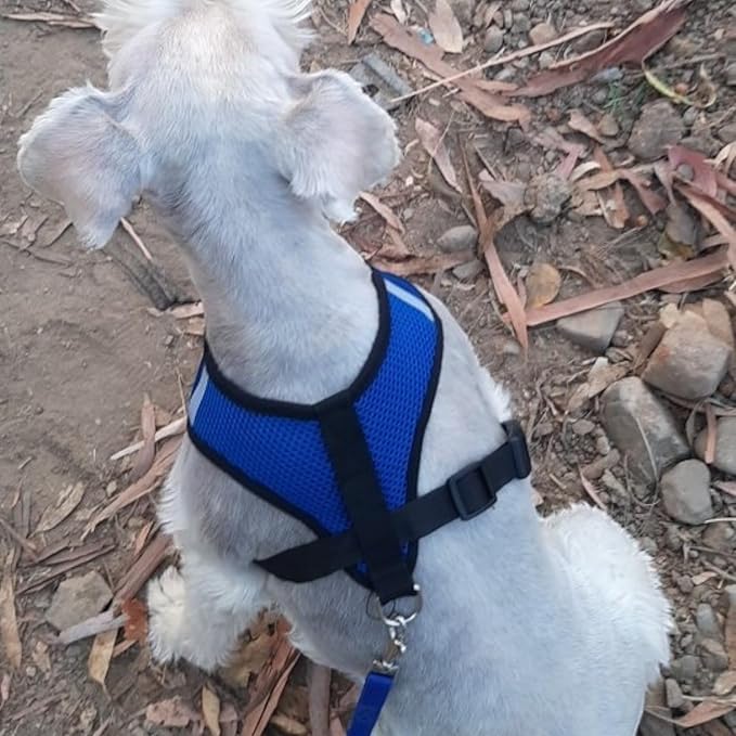 Coleira Peitoral Anti Puxão com Guia para Cães e Gatos NEXUS MARKET Azul - Imagem 3
