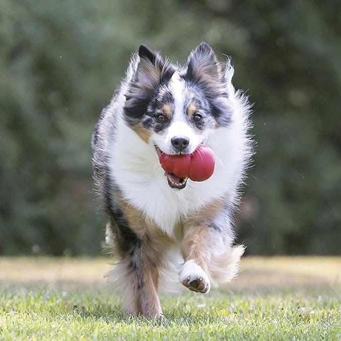 Brinquedo Kong Classic Medium para Cães com Dispenser de Petiscos e Estimulação Mental - Imagem 11